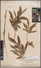 Foto von Salix dasyclados Wimm. x Salix purpurea L.